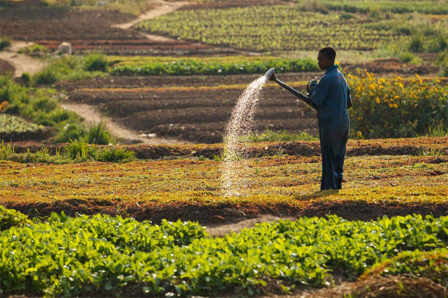 Economie photo agriculture rdc